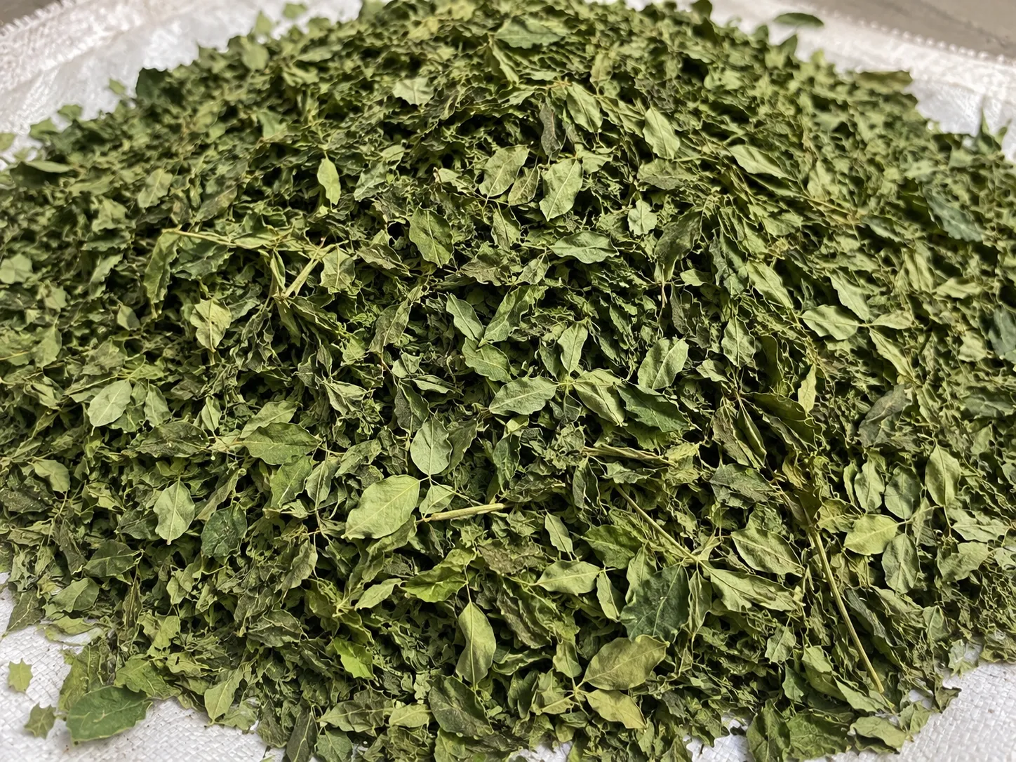 Dried moringa leaves