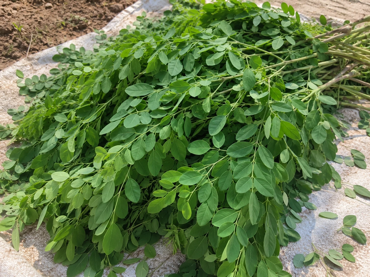 Fresh moringa leaves