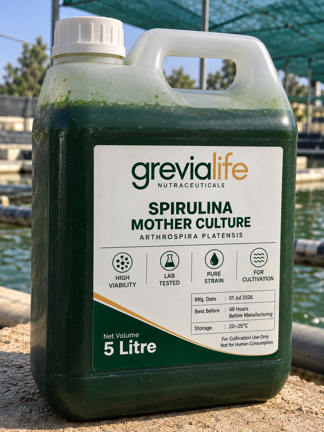 Grevialife spirulina mother culture, at Bhainsai pond